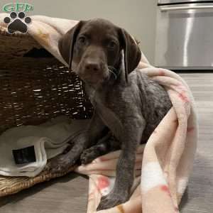 LADY GODIVA, German Shorthaired Pointer Puppy